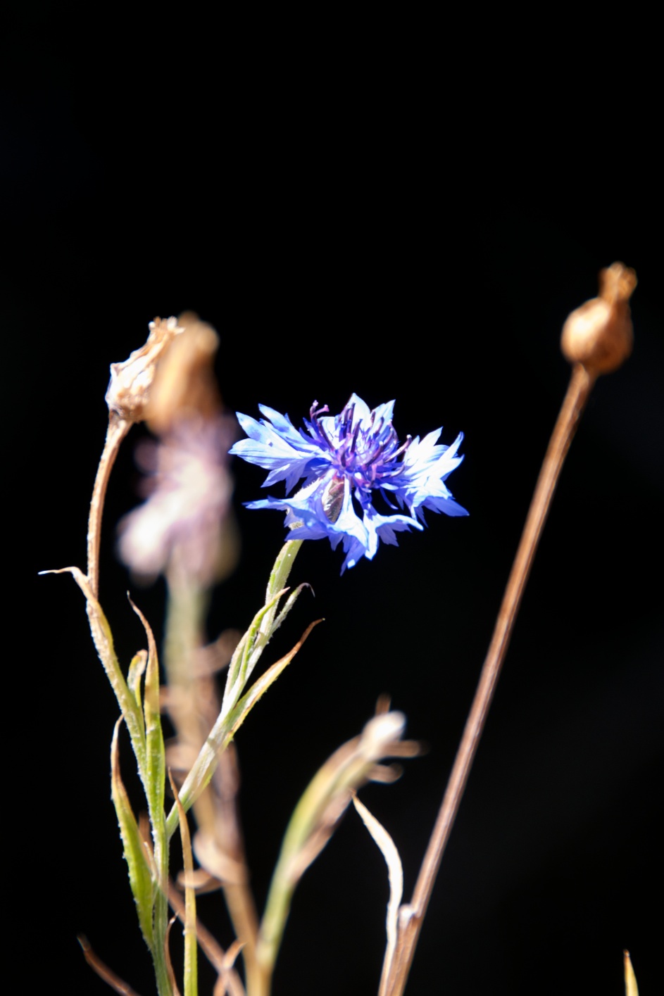 Here, have a flower...