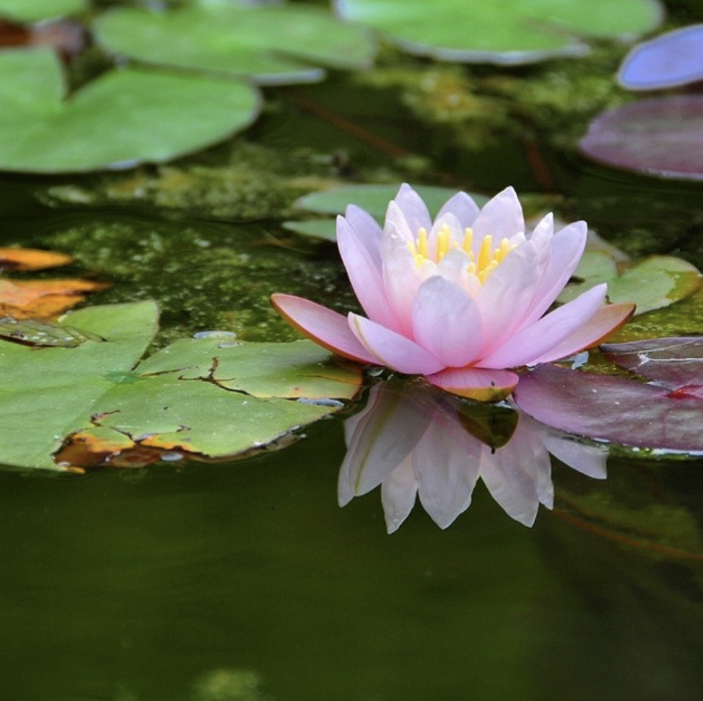 A Buddhist Sunday – Like a Lotus from the&nbsp;Mud