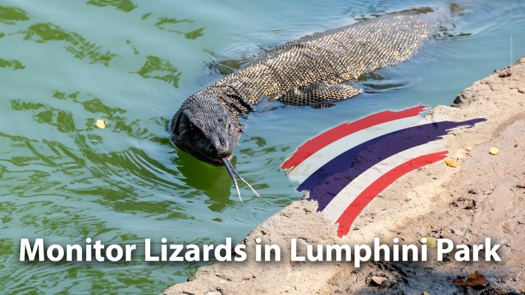 Monitor Lizards in Lumphini&nbsp;Park