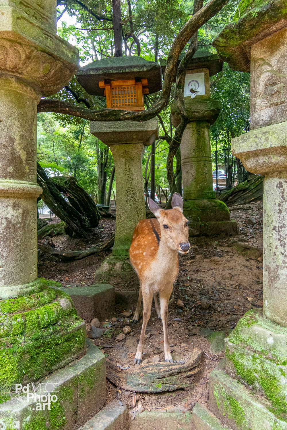 Random Photo Wednesday | A Deer in between Lanterns, Nara&nbsp;(奈良市)