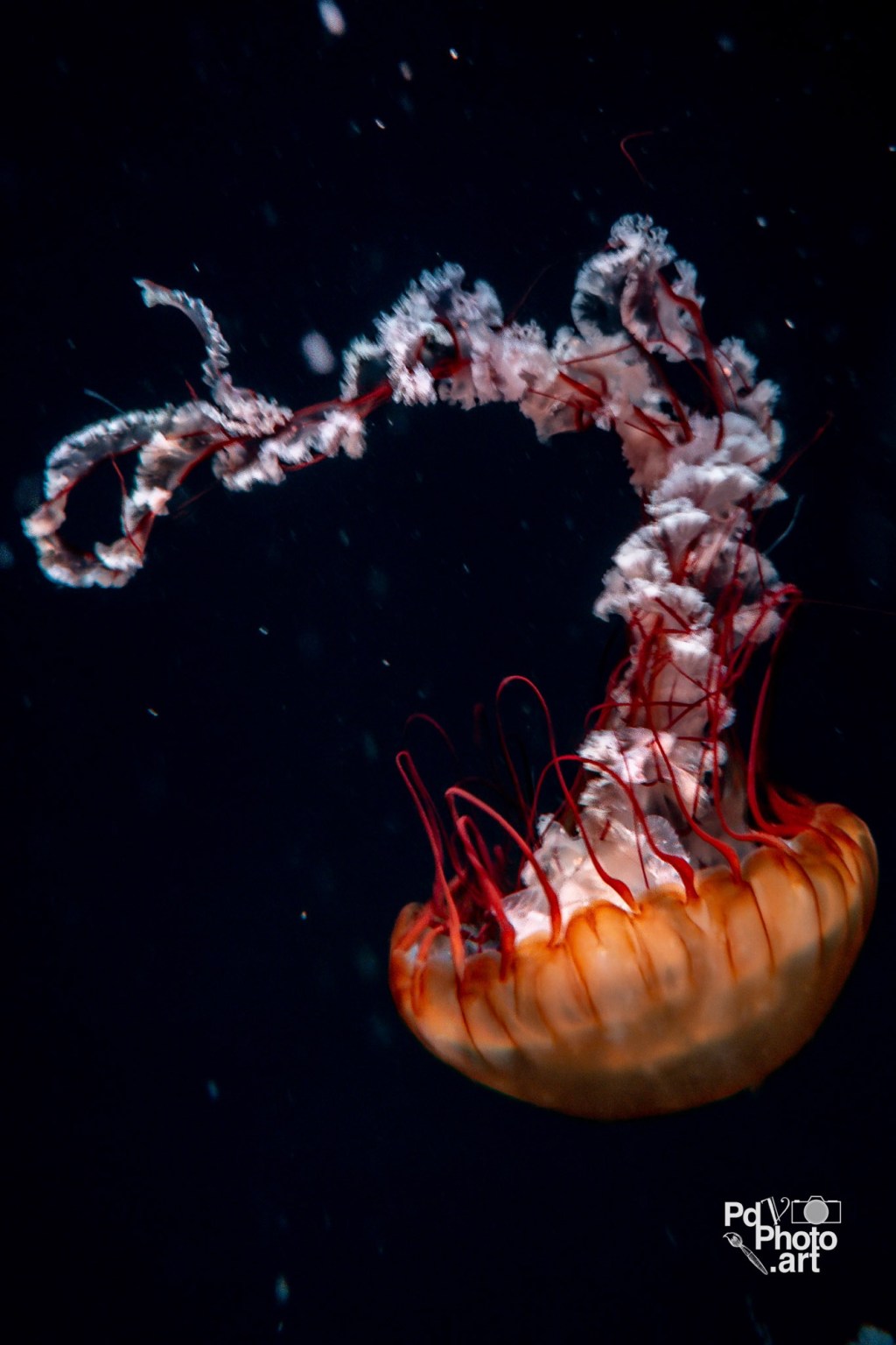 Random Photo Wednesday – A&nbsp;Jellyfish
