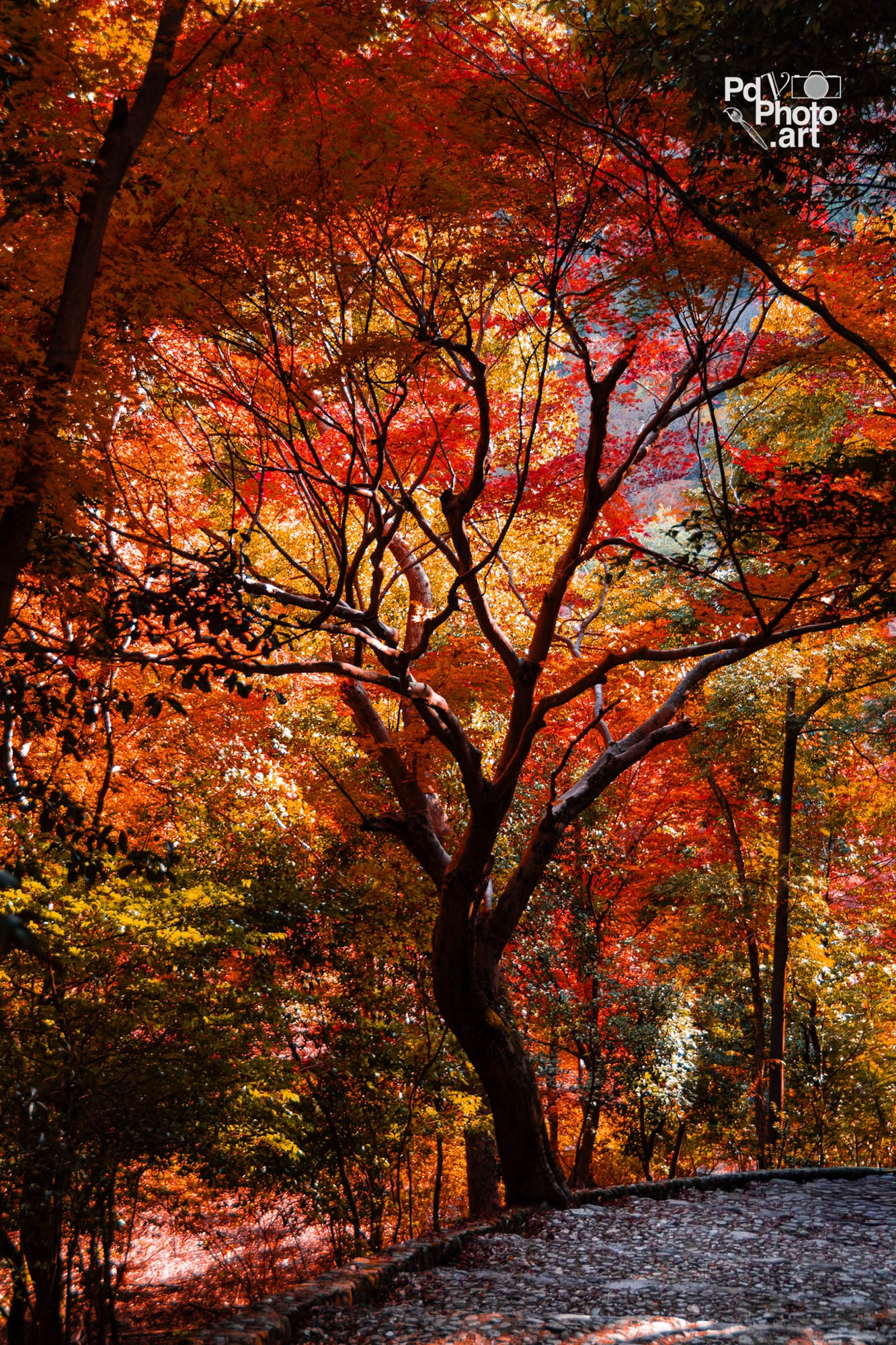 A Blaze of Autumn Colours