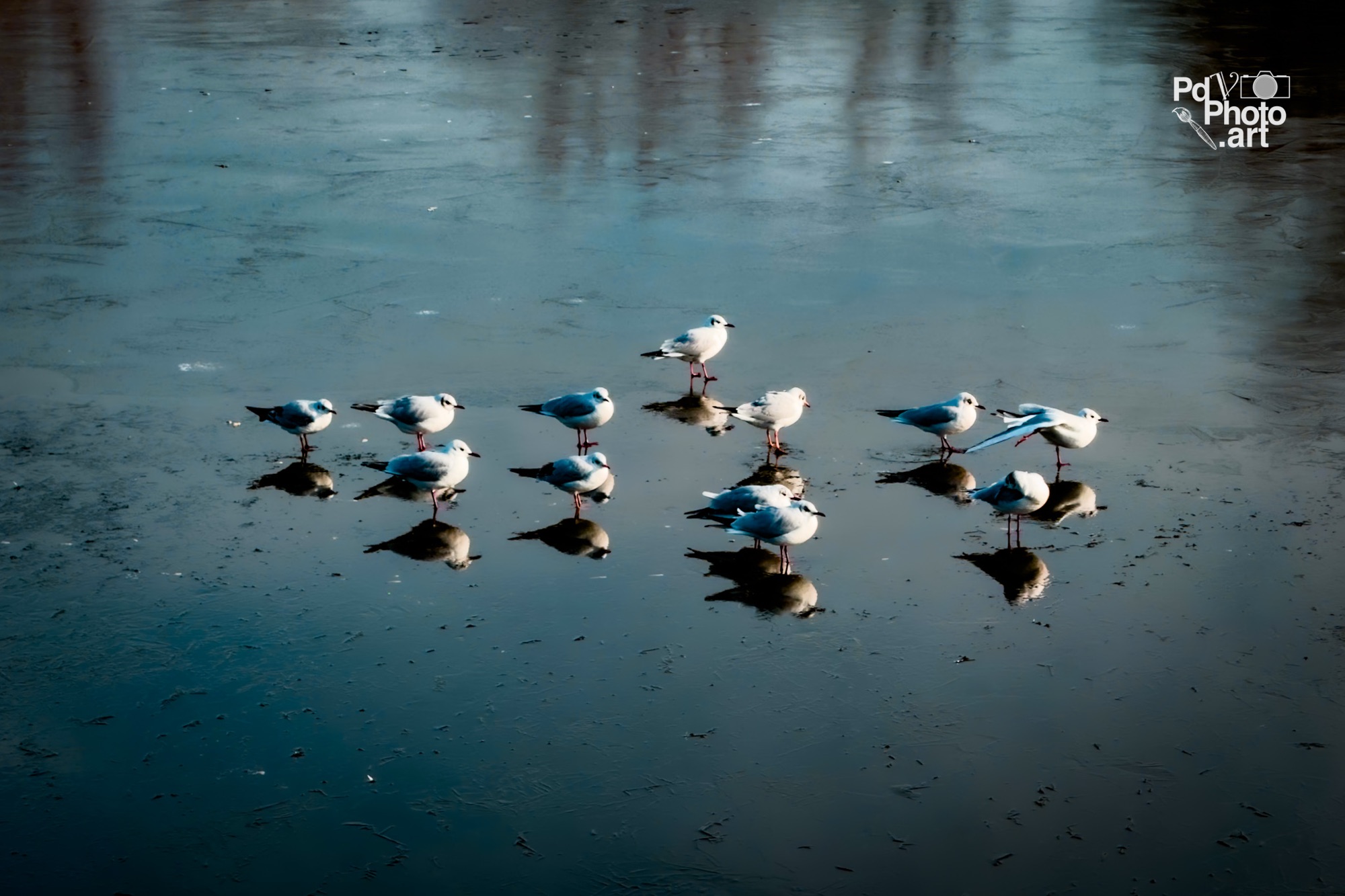 Random Photo Wednesday – Gulls on a Frozen Canal