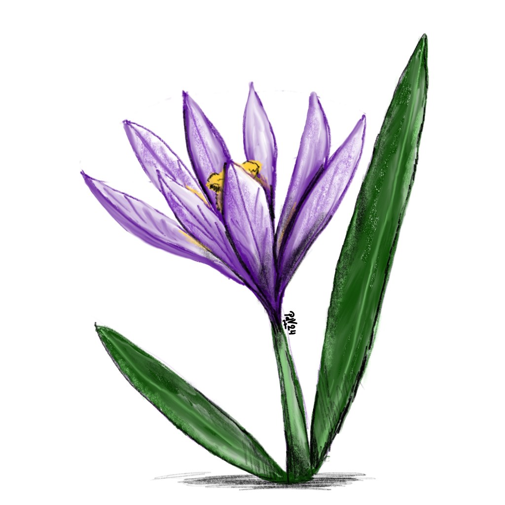 Crocus
