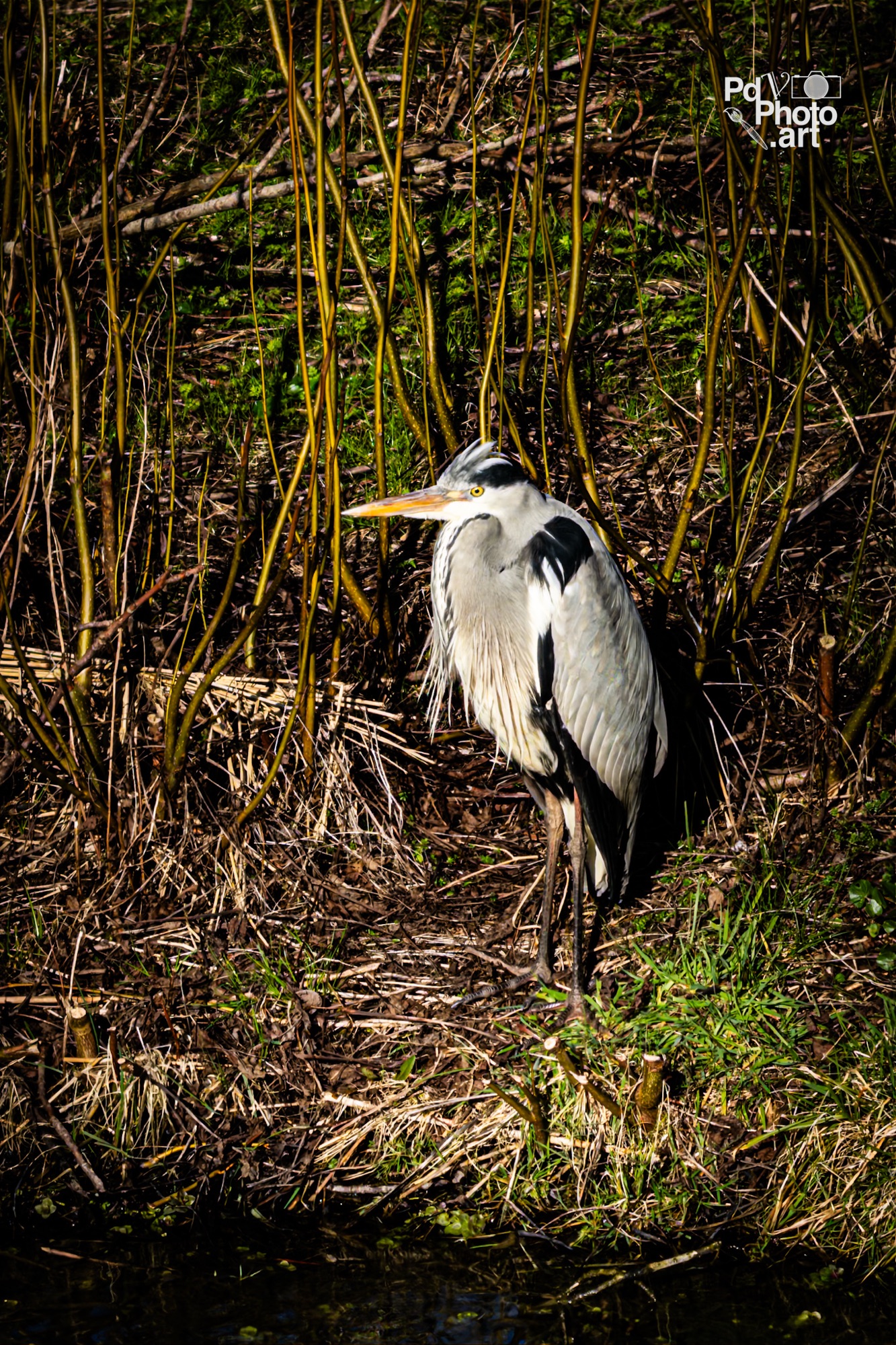 Random Photo Wednesday – Grey Heron